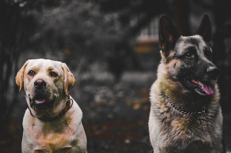 警犬巴打：最嗨的警犬之一