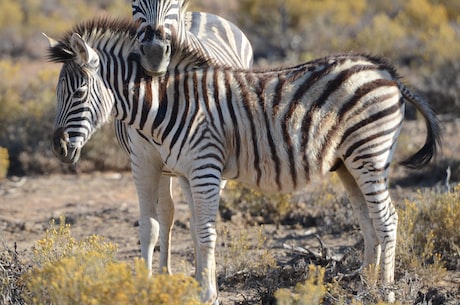 你知道吗？Zebra英文里的正确发音应该这么读！