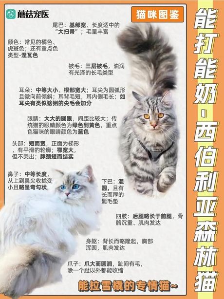 森林猫，探秘神秘的森林猫