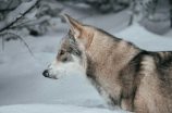 狼犬(了解狼犬：史上最狂野的宠物)